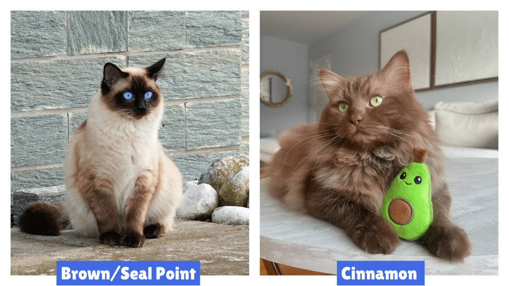 A fluffy Brown Ragdoll Cat sits gracefully beside a large white pot, its rich fur contrasting with the warm tones of a Cinnamon Ragdoll. The plant above adds a natural touch, complementing their distinct coat colors. This side-by-side comparison highlights the differences in hue and texture between Brown and Cinnamon Ragdolls.