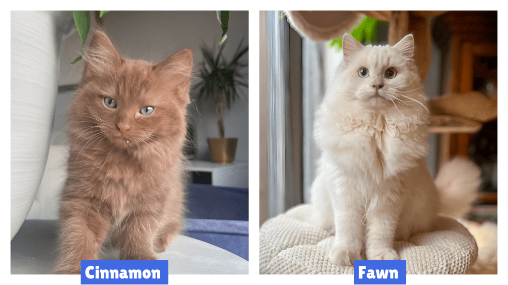 A fluffy kitten with warm-toned fur sits beside a white planter, showcasing key differences between Cinnamon Mink vs. Fawn Ragdolls. The rich cinnamon hue contrasts with the lighter, fawn-colored coat, highlighting their distinct shades. With striking green eyes and plush fur, this adorable Ragdoll comparison emphasizes their unique features and genetic variations.