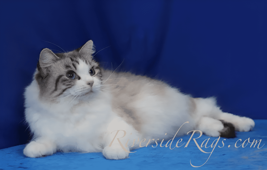 A majestic Blue Lynx Bicolor Ragdoll cat with captivating blue eyes and a luxurious cream-colored coat accented by soft lynx markings. Its distinctive facial pattern, fluffy fur, and elegant posture highlight the breed’s stunning beauty, making it a perfect representation of the Blue Lynx Bicolor Ragdoll.