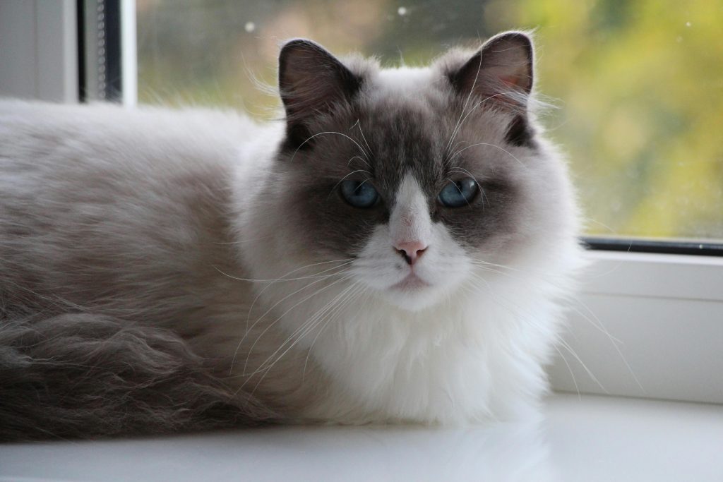 A stunning Seal Bicolor Ragdoll with deep blue eyes and a plush coat featuring dark facial markings and soft cream-colored fur. Its elegant posture and fluffy texture highlight the breed’s distinctive beauty, making it a perfect representation of the Seal Bicolor Ragdoll.