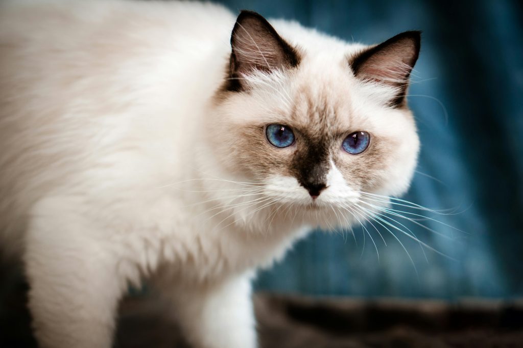 Seal Point Mitted Ragdoll Cat with striking blue eyes, gazing softly. Its fluffy cream fur contrasts with darker seal-point markings on its face, ears, and tail. White mittens on its paws highlight the breed’s unique charm, making this a perfect image for cat enthusiasts and breeders.