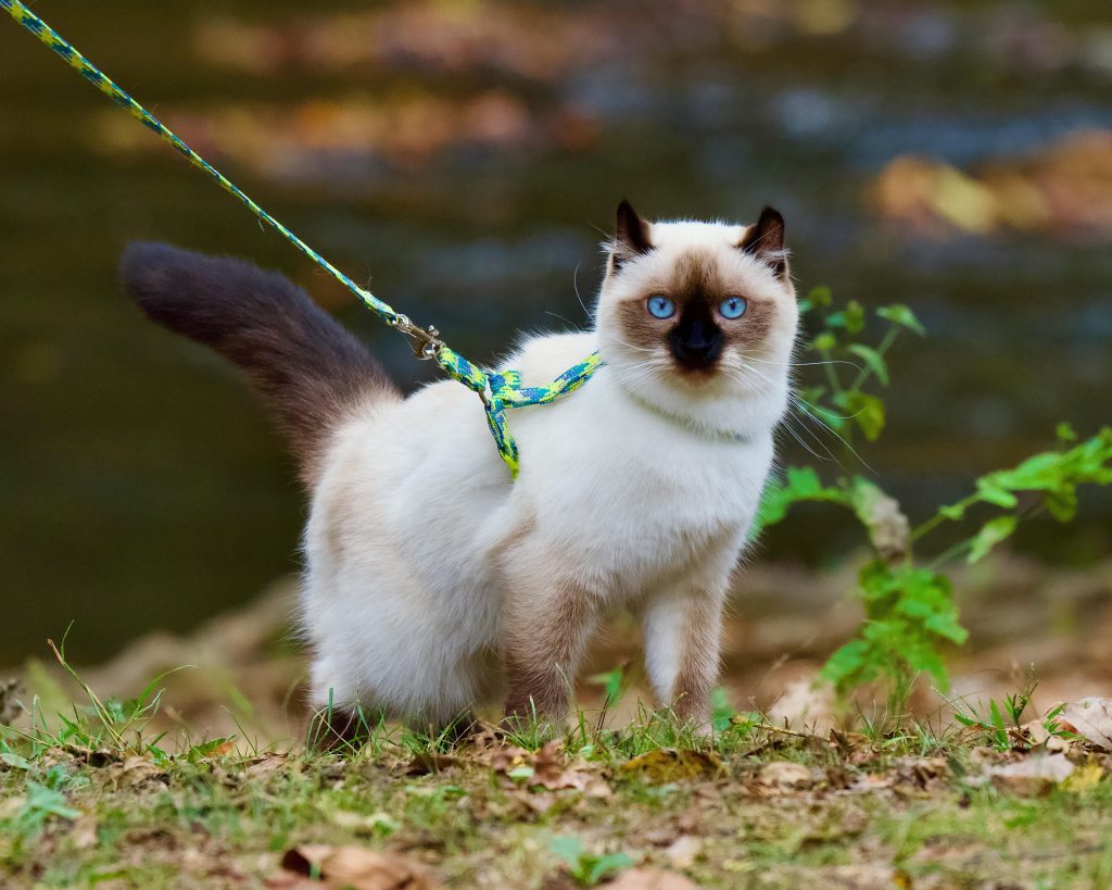 Seal Point Mitted Ragdoll Cat outdoors wearing a colorful harness, standing on lush grass. Its deep blue eyes and signature seal point markings contrast beautifully against its fluffy white fur, while white mittens add to its distinctive charm. The serene background features soft foliage and a reflective body of water.