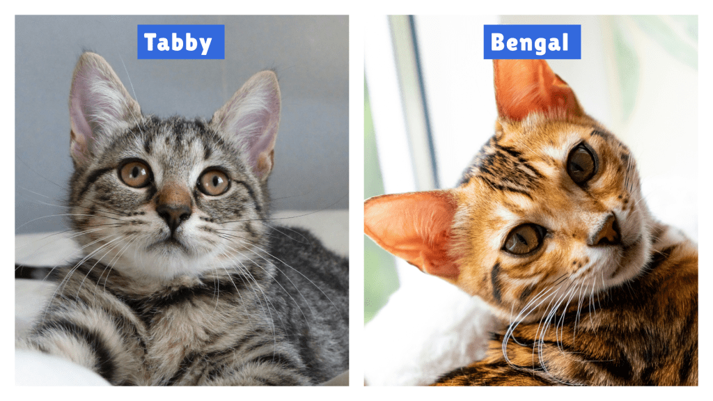 Side-by-side comparison of Bengal vs Tabby Cat breeds—Bengal features golden rosette markings, while Tabby displays classic gray-black stripes. Ideal for visualizing key differences in coat patterns and breed traits.