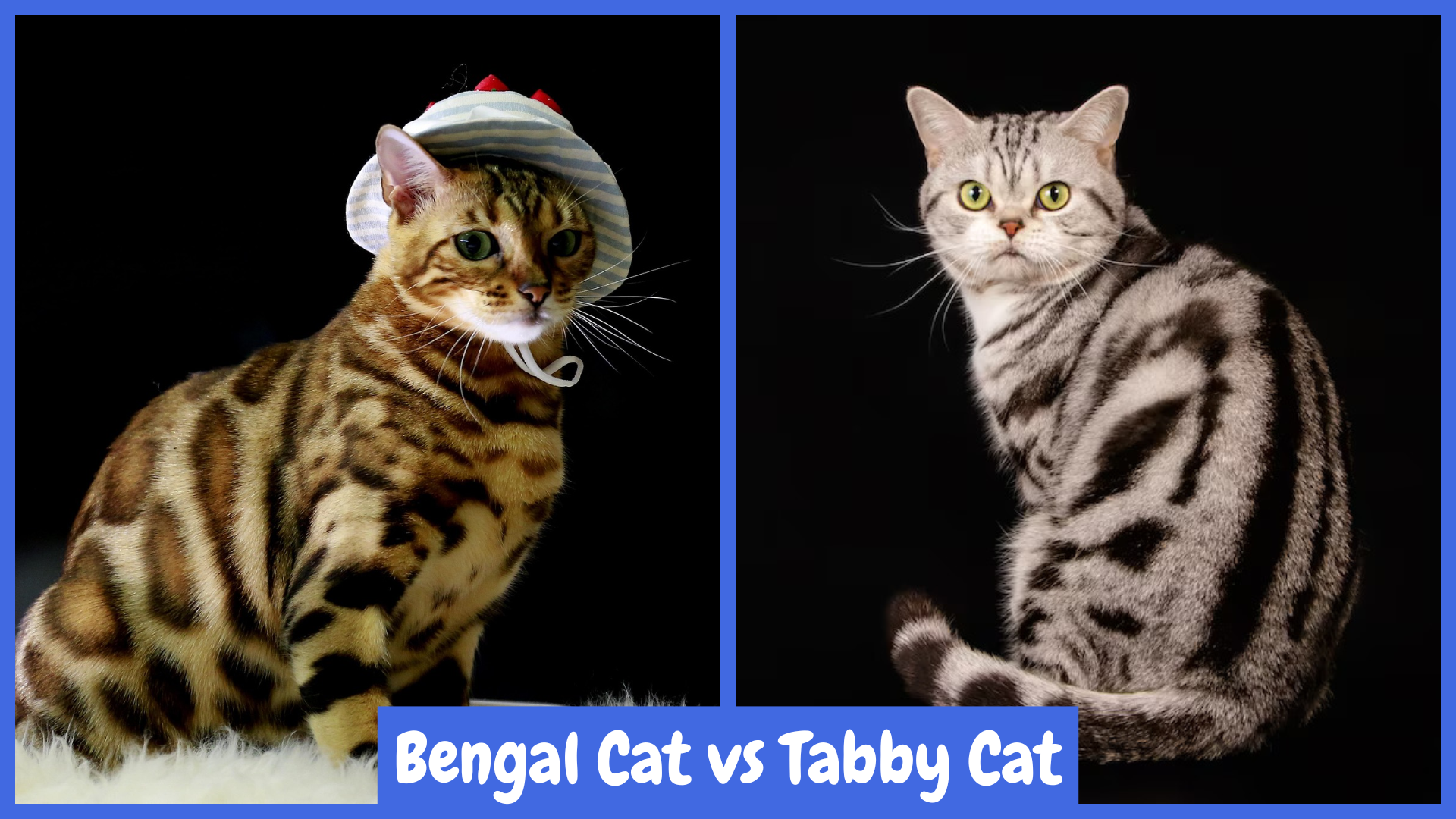 Bengal Cat vs Tabby Cat: A Bengal cat with a spotted coat and wearing a hat contrasts with a Tabby cat showcasing striped fur. Set against a black background, the image highlights the unique markings of each breed, emphasizing the distinct appearances in this comparison.