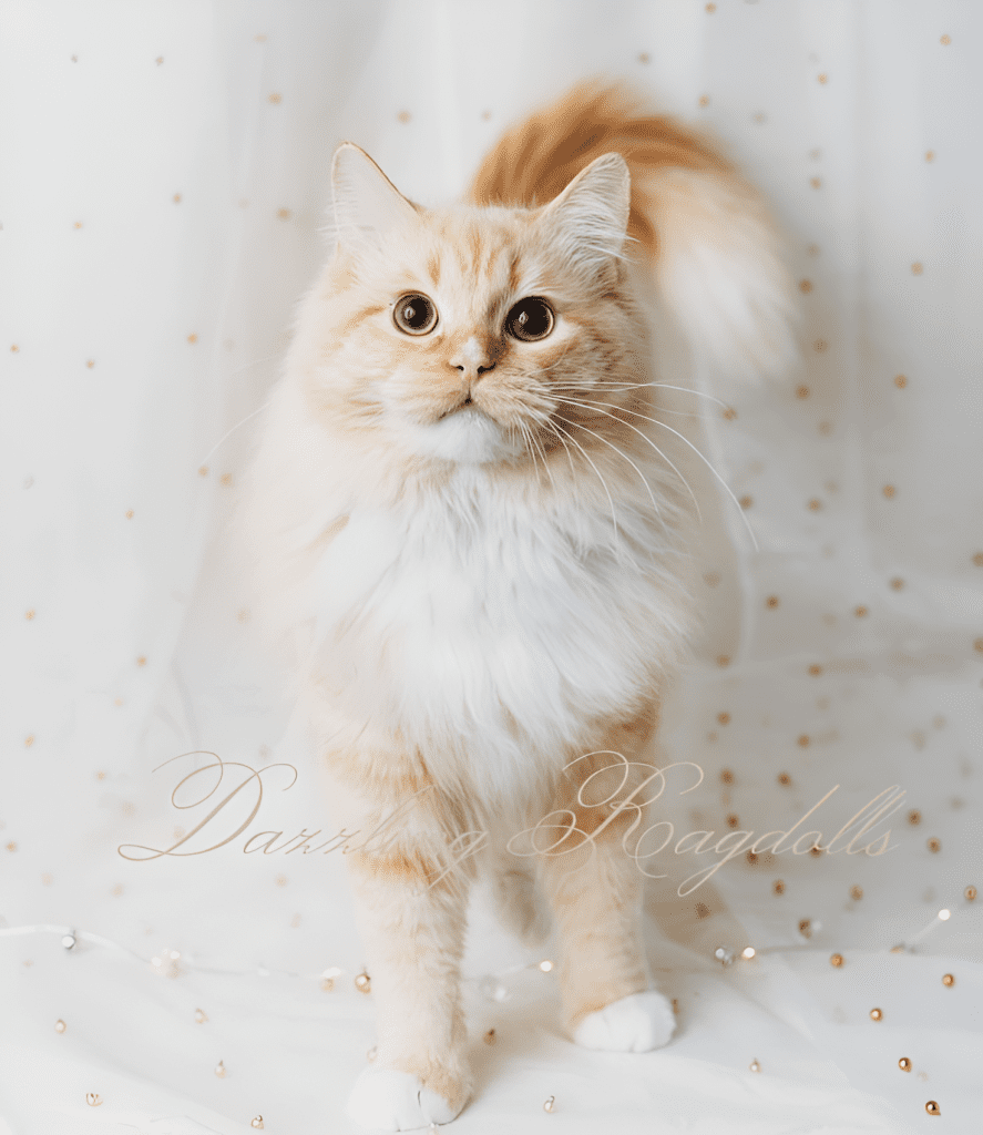 A Flame / Red Sepia Point Ragdoll Cat sits gracefully, its plush white and cream-colored coat accented by warm reddish tones. Its striking blue eyes and soft fur texture highlight the breed’s distinctive elegance, making this a captivating portrait of the majestic feline.