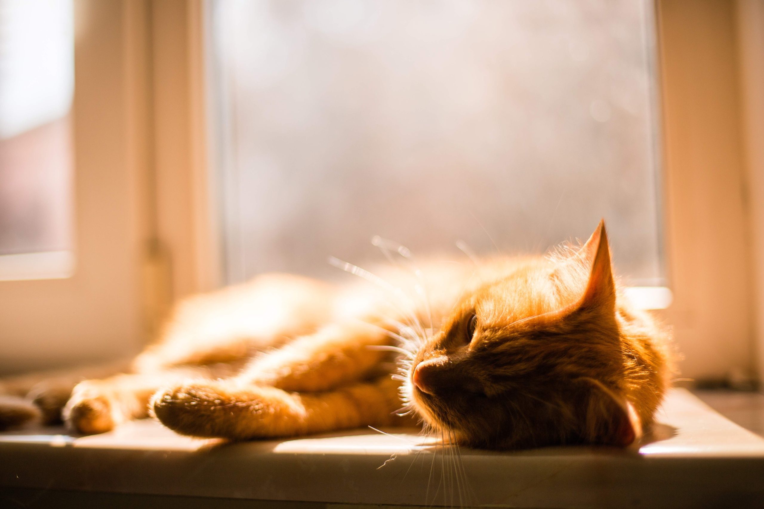 A ginger cat lounges on a sunlit windowsill, eyes half-closed in pure relaxation. This serene moment perfectly embodies the question, Why Are Cats So Lazy?—showcasing their love for warmth, comfort, and effortless leisure. The cat’s natural tendency to rest reinforces the idea of feline laziness, making it ideal for discussions on cat behavior.