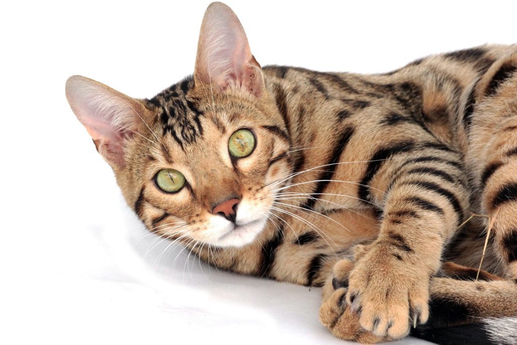 Bengal Cat: A close-up of a Bengal Cat lying down, featuring its iconic spotted and striped coat pattern, striking green eyes, and large ears. The cat's pink nose and detailed fur markings are clearly visible, highlighting the beauty of this exotic breed and making it an appealing visual for Bengal Cat enthusiasts.