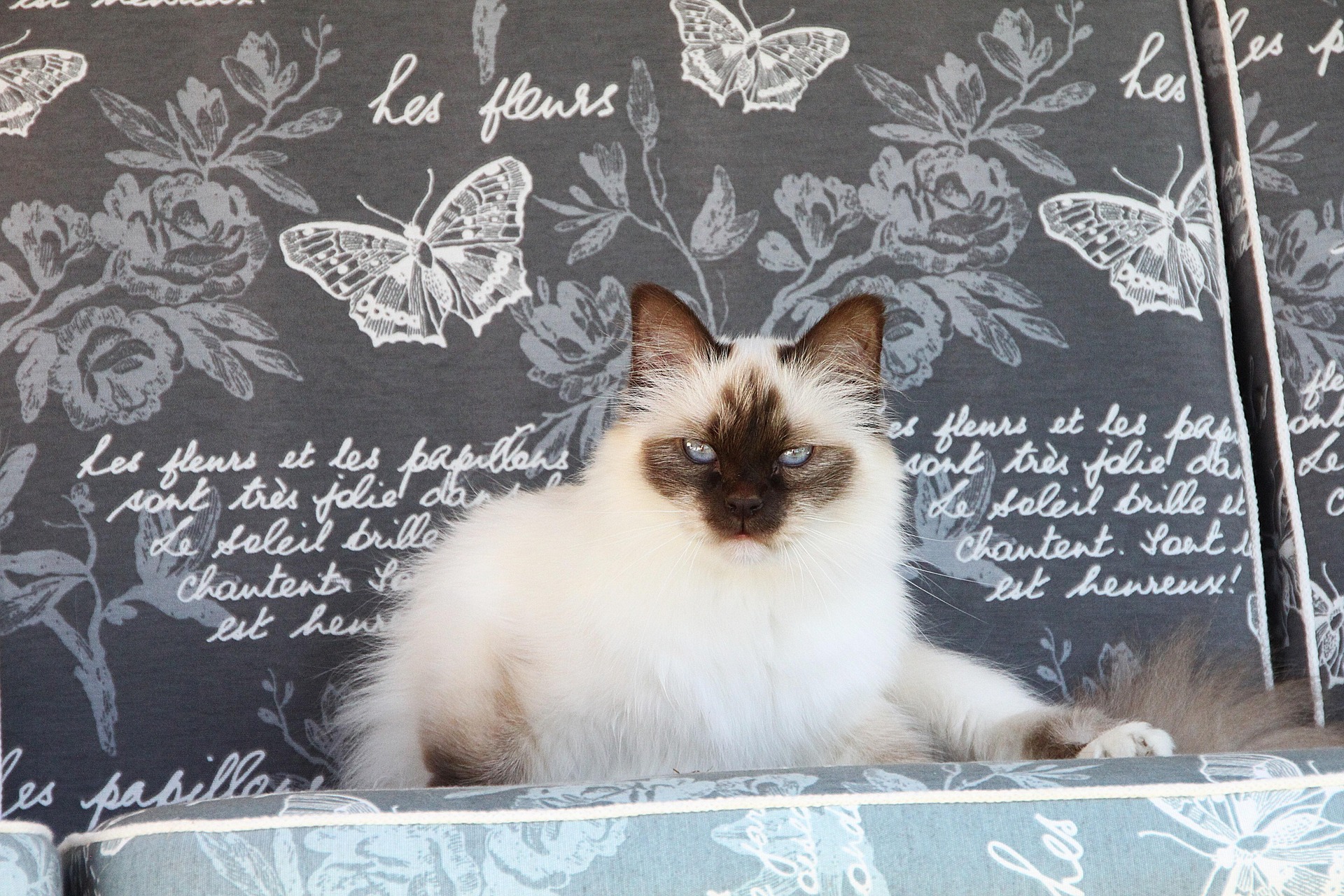 A stunning Colorpoint Ragdoll cat with deep blue eyes sits gracefully on a patterned surface featuring butterflies and flowers. Its soft white fur contrasts beautifully with darker points on the face, ears, and tail, making it a perfect example of the Colorpoint Ragdoll breed.