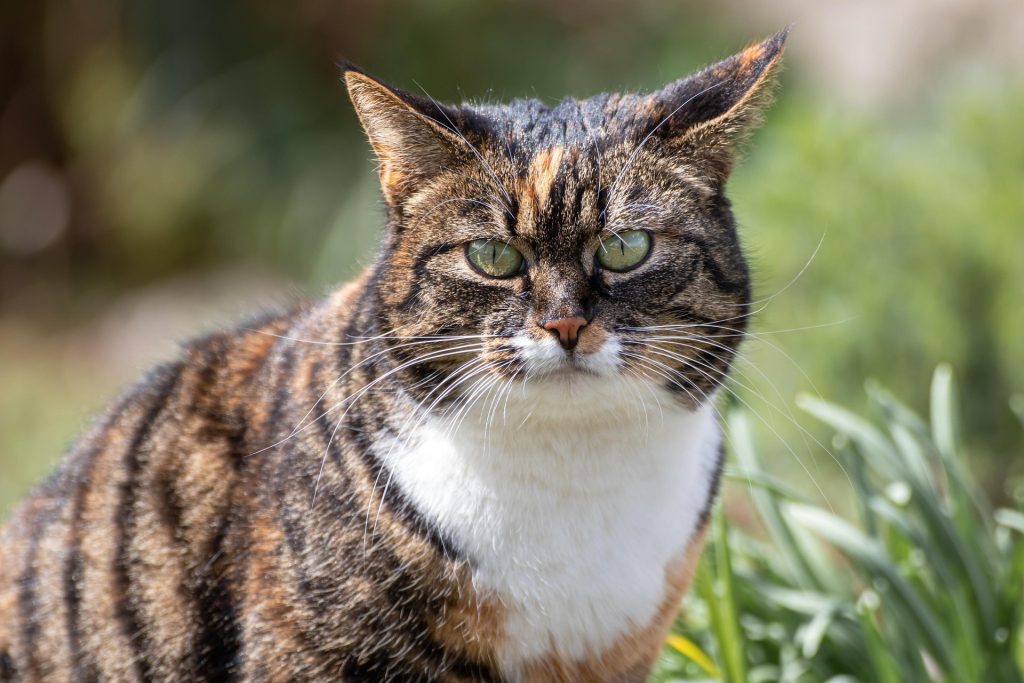 Tabby Cat: A close-up of a Tabby cat with striking green eyes, showcasing its iconic striped fur in shades of brown and black with a white chest. Set against a blurred greenery background, this image highlights the distinct characteristics of the Tabby Cat