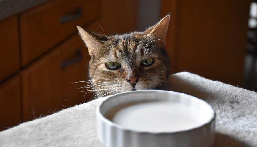 A curious tabby cat with green eyes peers at a dish of oat milk, raising the question: Can Cats Drink Oat Milk? The setting features a cozy wooden kitchen, enhancing the image’s relevance to feline dietary concerns.
