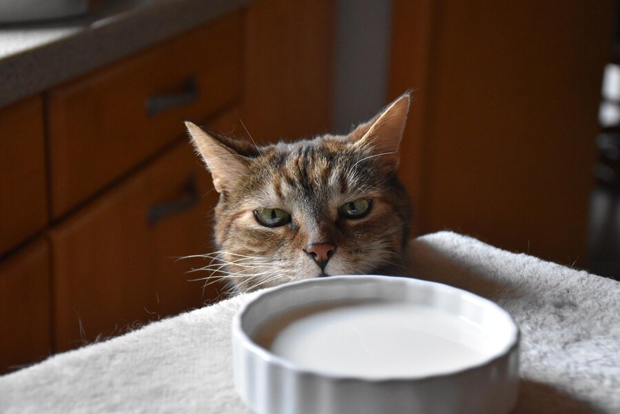 A curious tabby cat with green eyes peers at a dish of oat milk, raising the question: Can Cats Drink Oat Milk? The setting features a cozy wooden kitchen, enhancing the image’s relevance to feline dietary concerns.