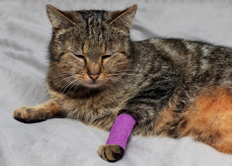 A tabby cat rests on a gray surface with eyes closed, its front left paw wrapped in a purple bandage. The image visually supports “Why Is My Cat Limping?” by illustrating a potential cause—injury—highlighting feline health concerns and recovery.