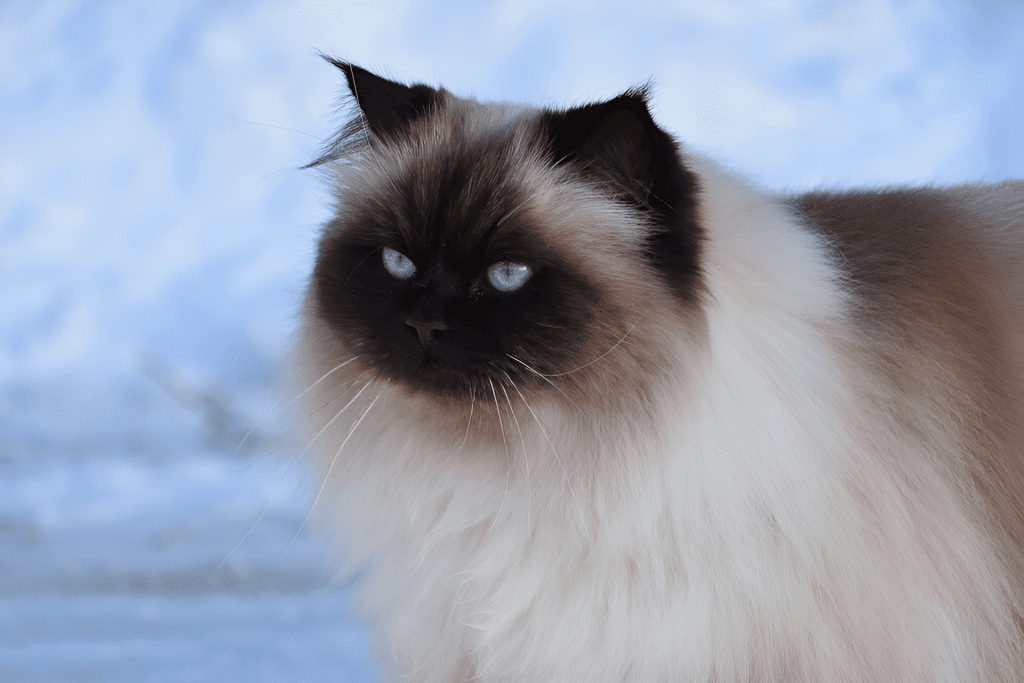 A Himalayan Ragdoll Mix Cat with captivating blue eyes gazes into the distance. Its dark facial mask contrasts beautifully with its fluffy, cream-colored fur. Snowflakes settle delicately on its coat, highlighting the breed’s striking features in a serene winter landscape.