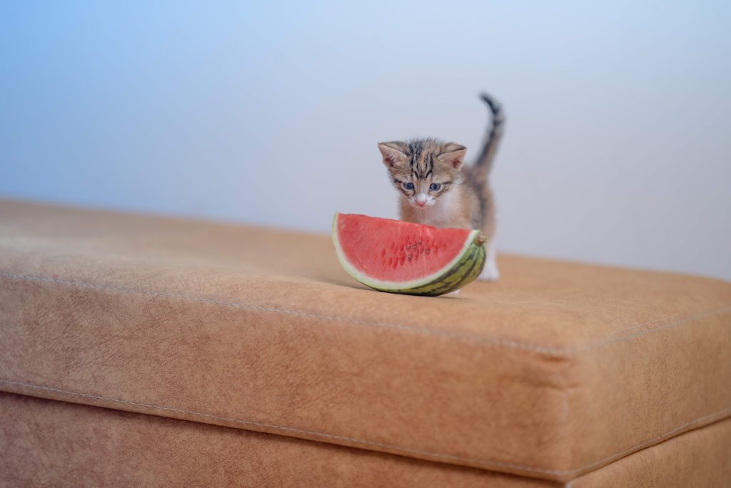 A curious kitten gazes at a fresh slice of watermelon, illustrating healthier alternatives to pomegranate. This visually engaging image highlights nutritious fruit choices for pet owners exploring safe dietary options for cats.