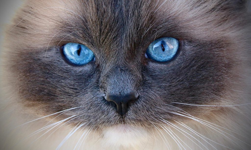Close-up of a Seal Point Ragdoll Cat with deep blue eyes, gazing softly. The cat's distinct seal point coloration and fluffy fur highlight its elegant, well-groomed appearance. A perfect example of the breed’s striking features, making this image ideal for cat enthusiasts and pet lovers.
