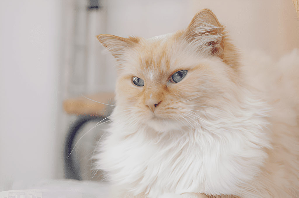 A close-up of a Flame / Red Point Ragdoll Cat with striking blue eyes, framed by its fluffy white and cream-colored coat. The warm-toned ears and delicate facial features highlight the breed's signature look, making it a captivating feline portrait.