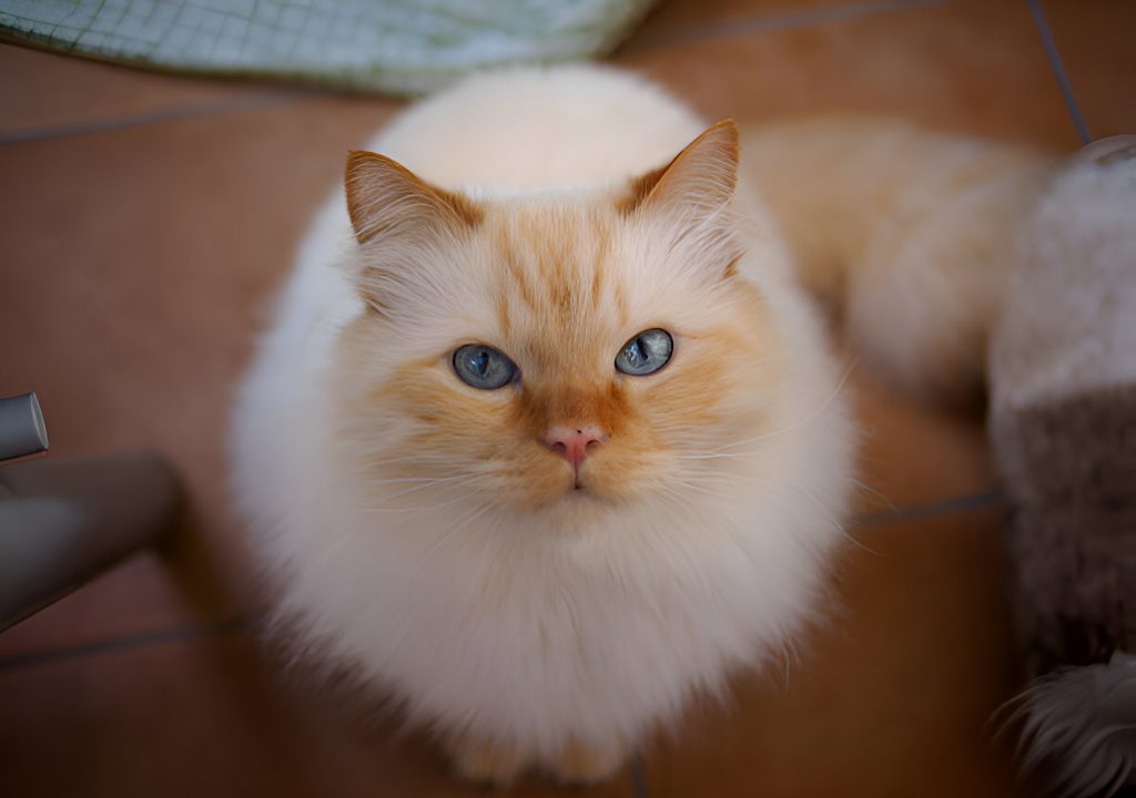 A Flame / Red Point Ragdoll Cat lounges elegantly on a soft surface, its luxurious white coat accented with warm red tones. Its striking blue eyes gaze calmly, showcasing the breed’s gentle and regal nature. The cat’s fluffy tail and refined posture highlight its signature charm.