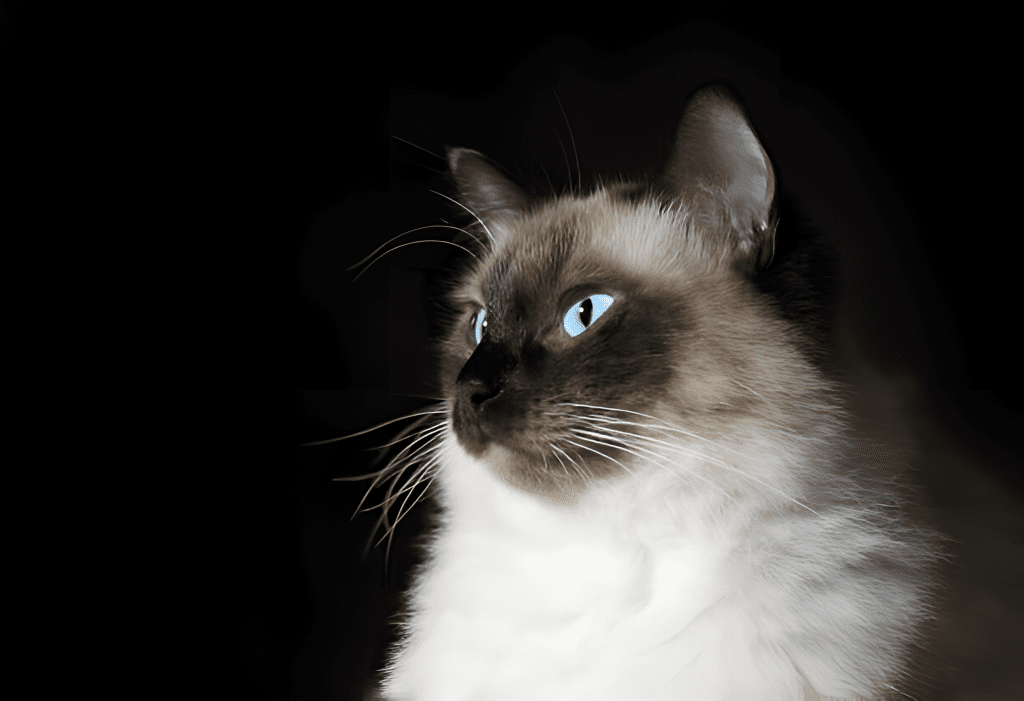Seal Point Ragdoll Cat with striking blue eyes and soft white fur, gazing elegantly to the side. Its light brown facial markings contrast beautifully against its fluffy coat, emphasizing the breed’s signature coloration. The dark background highlights the cat’s serene expression, making it a captivating representation of the breed.