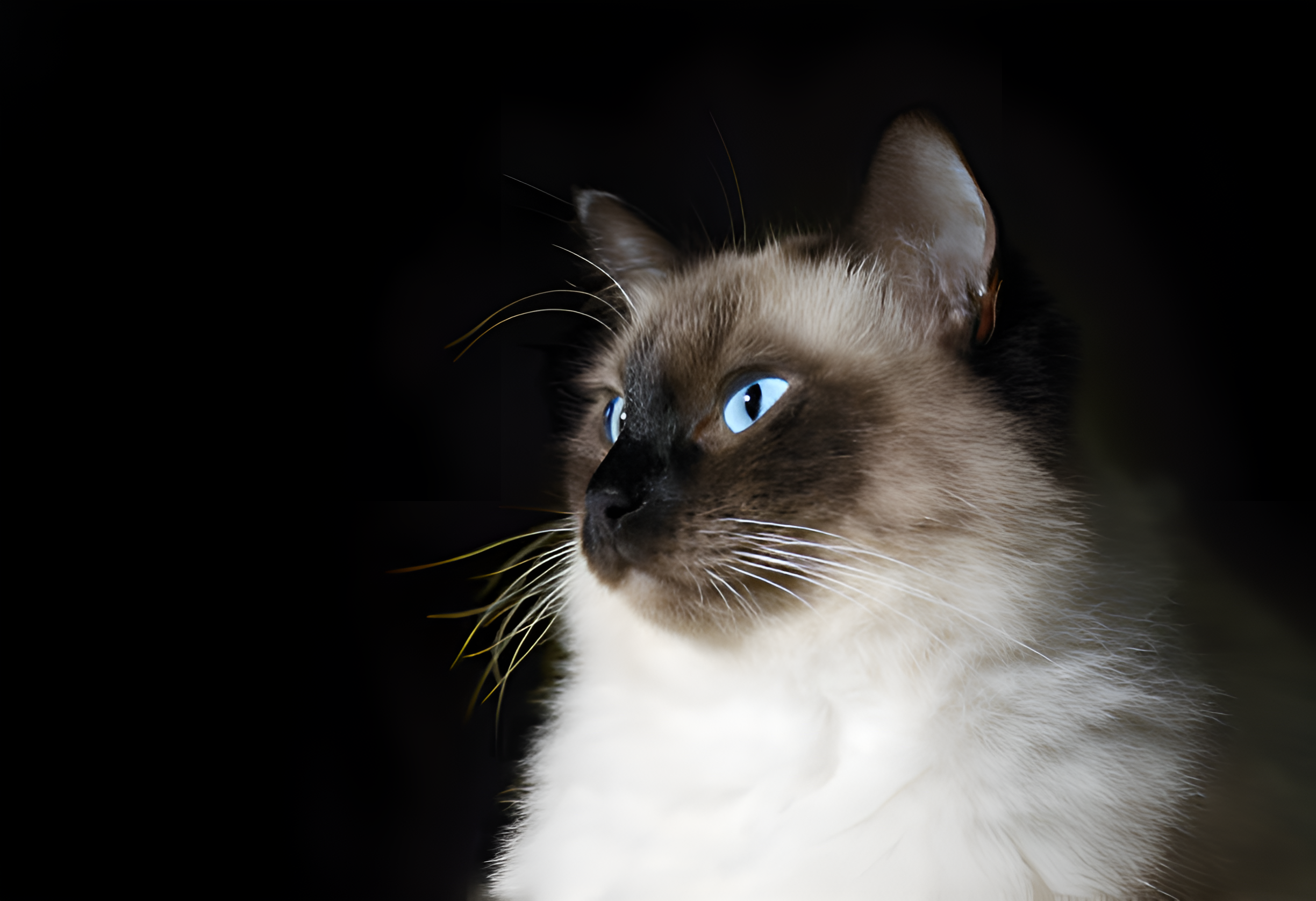 Seal Point Ragdoll Cat with striking blue eyes and soft white fur, gazing elegantly to the side. Its light brown facial markings contrast beautifully against its fluffy coat, emphasizing the breed’s signature coloration. The dark background highlights the cat’s serene expression, making it a captivating representation of the breed.