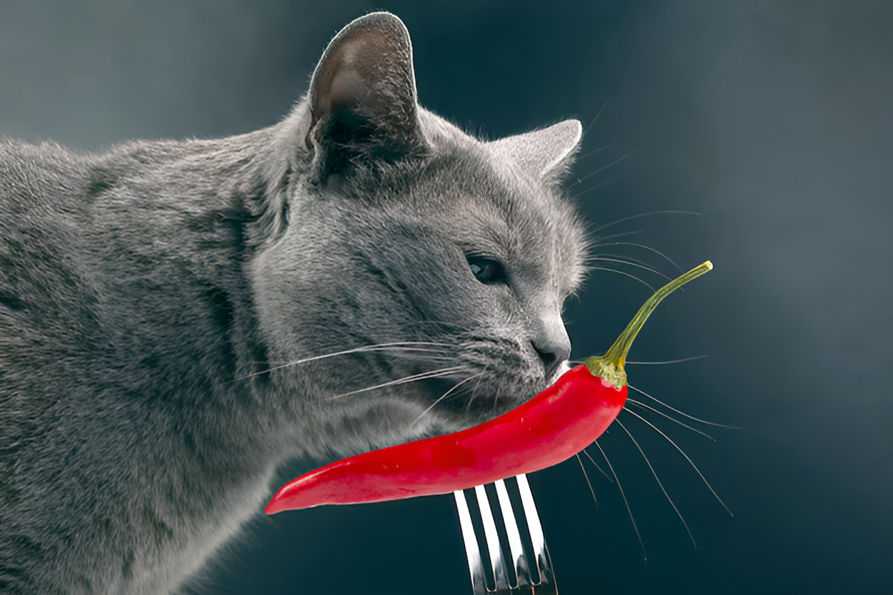 A curious gray cat sniffs a red chili pepper held by a fork, illustrating the question: 'Can Cats Taste Spicy Food?' This image visually explores feline curiosity and sensory interactions with spicy foods, emphasizing their limited taste receptors and potential reactions.