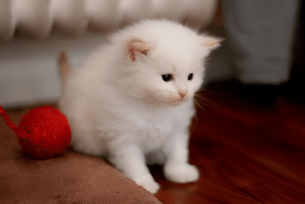A Flame / Red Point Ragdoll Kitten gazes curiously with striking blue eyes, its soft white and cream fur accentuated by warm red tones on its ears and face. The kitten’s delicate features and fluffy coat highlight the breed’s signature look, making it an adorable and engaging portrait.