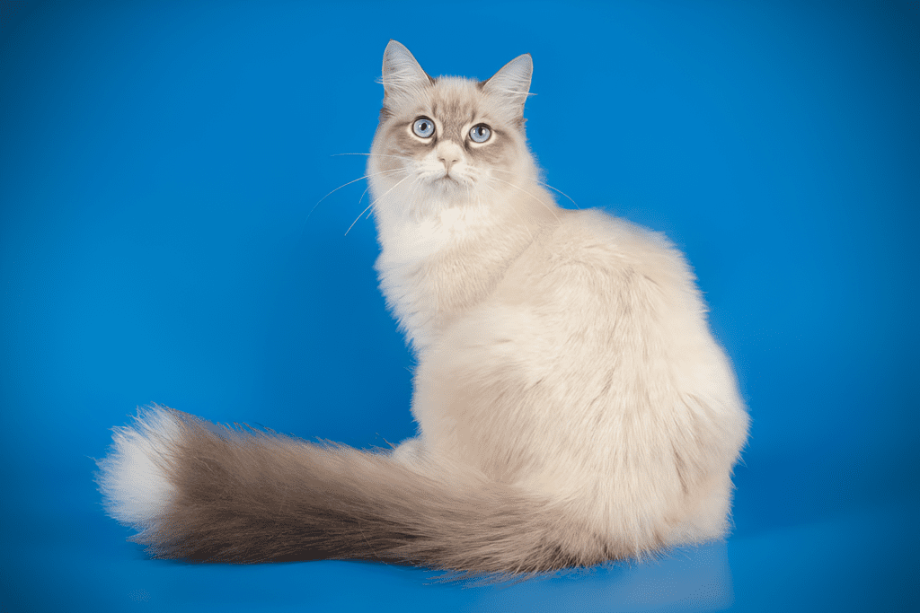 Seal Point Lynx Ragdoll Cat with soft, fluffy fur sitting against a vibrant blue background. Its luxurious coat showcases subtle lynx pattern markings, with darker seal points accenting its face, ears, and tail. The cat's relaxed pose highlights its elegance, making this image a perfect representation of the breed's beauty.