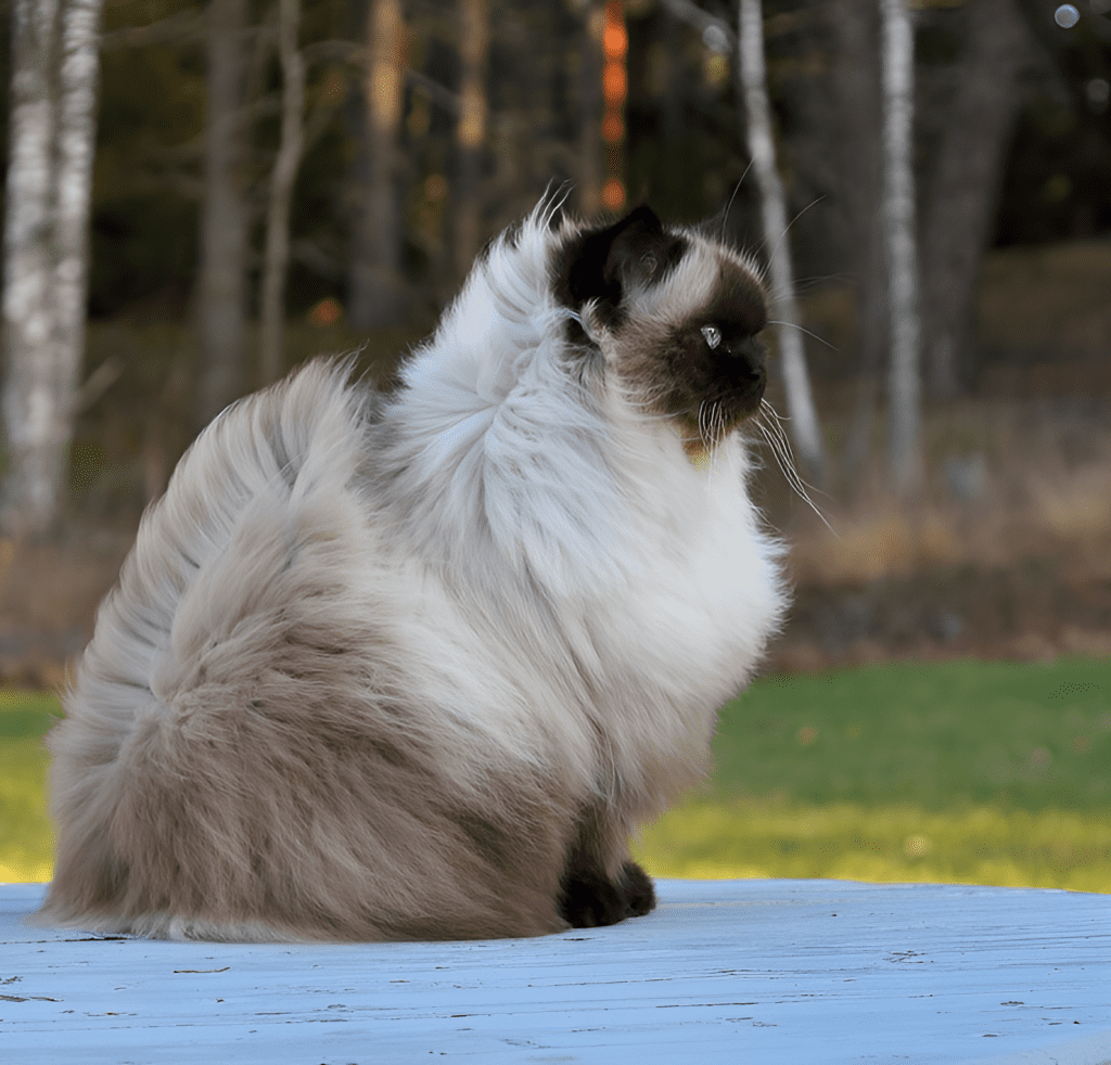 A Himalayan Ragdoll Mix Cat with piercing blue eyes sits elegantly in the snow. Its plush, cream-colored fur contrasts beautifully with its dark facial mask and ears. The winter landscape highlights the cat’s majestic presence, showcasing its fluffy coat and graceful posture.