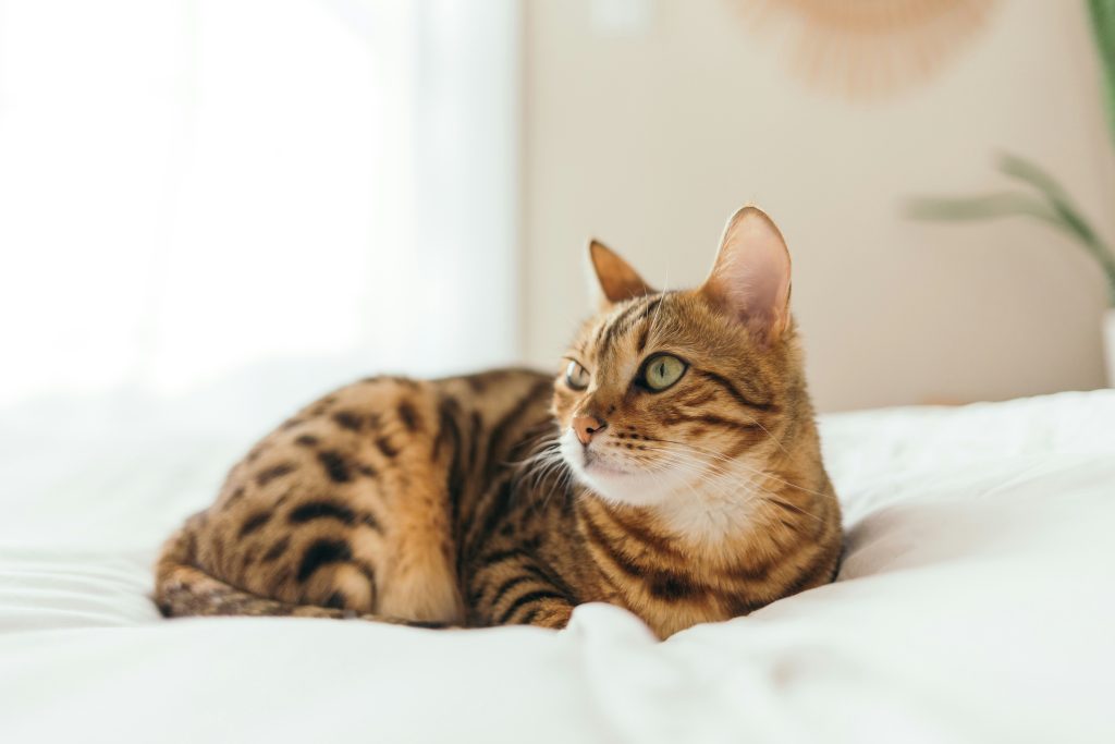 Bengal Cat resting on white bed in sunlit room, showcasing golden-brown coat with dark rosettes and stripes. Highlights breed’s exotic markings and relaxed posture in cozy indoor setting.