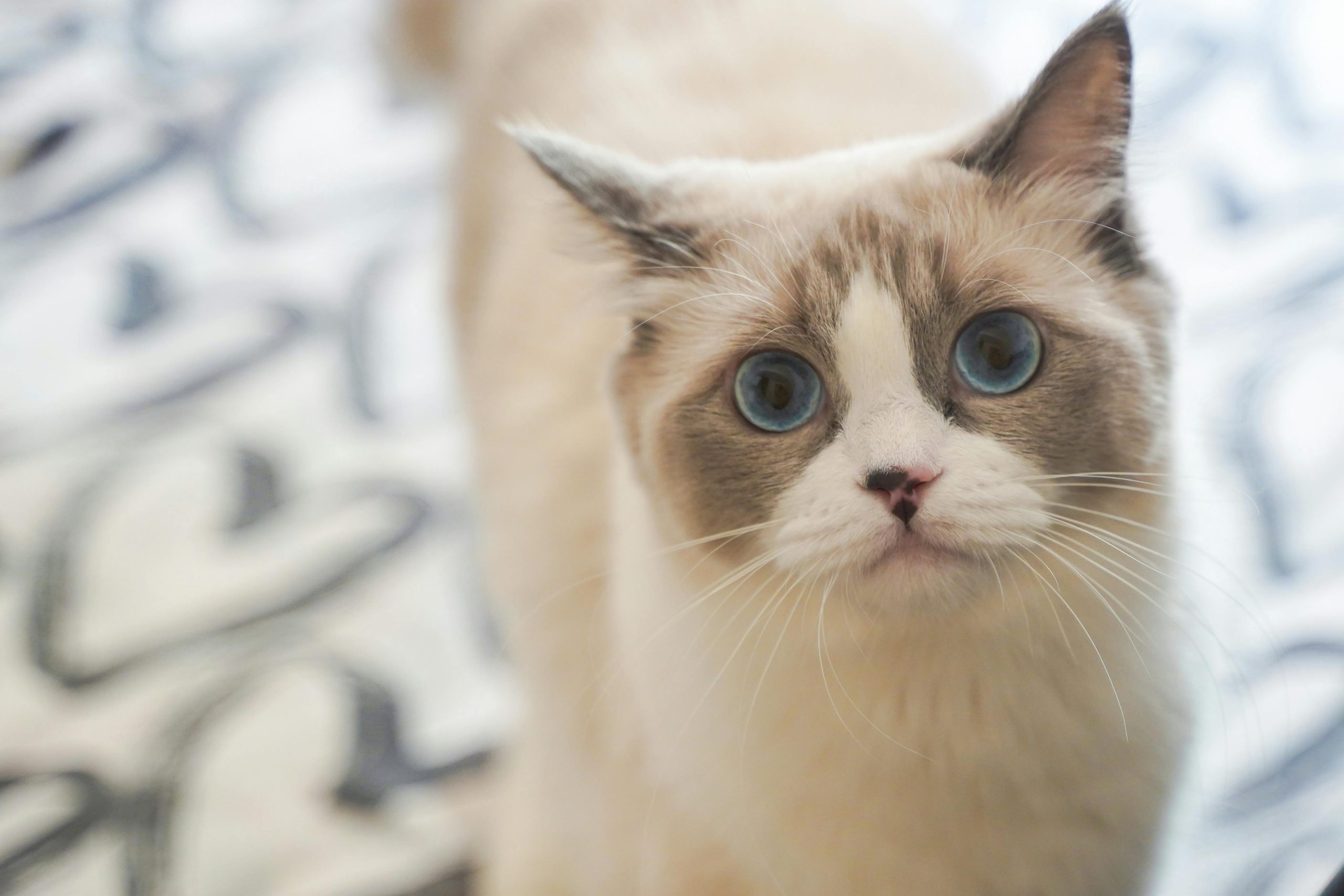 A Chocolate Point Ragdoll Cat lounging on a patterned surface, displaying its dark ears, creamy fur, and striking blue eyes. The relaxed pose and soft coloration highlight the breed's elegance, making it a perfect representation of the beloved Ragdoll.