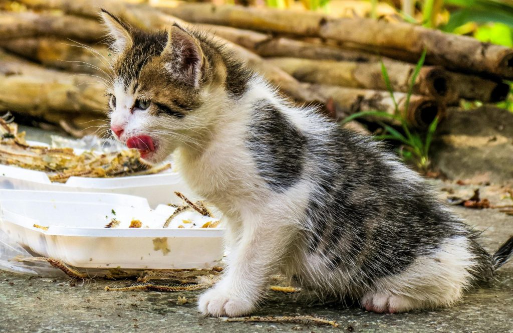 Gray and white kitten licking its mouth beside empty food containers outdoors, illustrating feline eating habits. This Why Is My Cat Losing Weight but Still Eating image highlights concerns about visible weight loss despite appetite, offering context for pet owners seeking answers on cat health and nutrition.