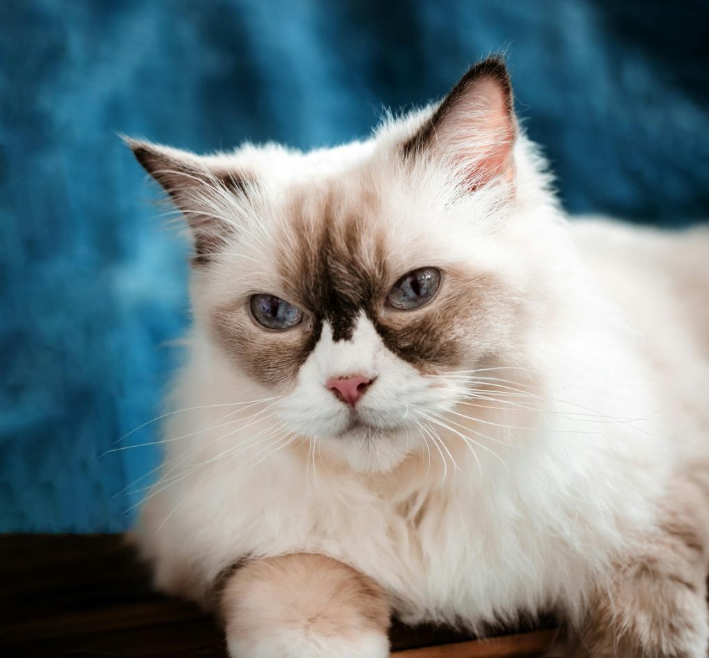 A Chocolate Point Ragdoll Cat gazing intently, showcasing deep blue eyes, a pink nose, and rich brown facial markings. Its soft white fur contrasts beautifully with the dark accents, highlighting the breed’s signature elegance and gentle demeanor.