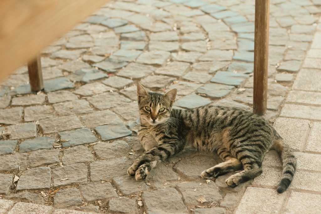 Tabby Cat lying on cobblestone pavement under wooden structure, showcasing relaxed posture and striped brown coat. Highlights natural setting and classic Tabby markings for breed identification.
