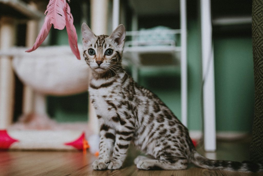 A stunning Silver Bengal Cat with a sleek, muscular build and bold black rosettes stands confidently on a white backdrop. Its shimmering silver coat, striking green eyes, and large ears embody the breed’s exotic beauty. This Silver Bengal Cat's distinctive markings and elegant posture enhance its rare and sought-after appeal.