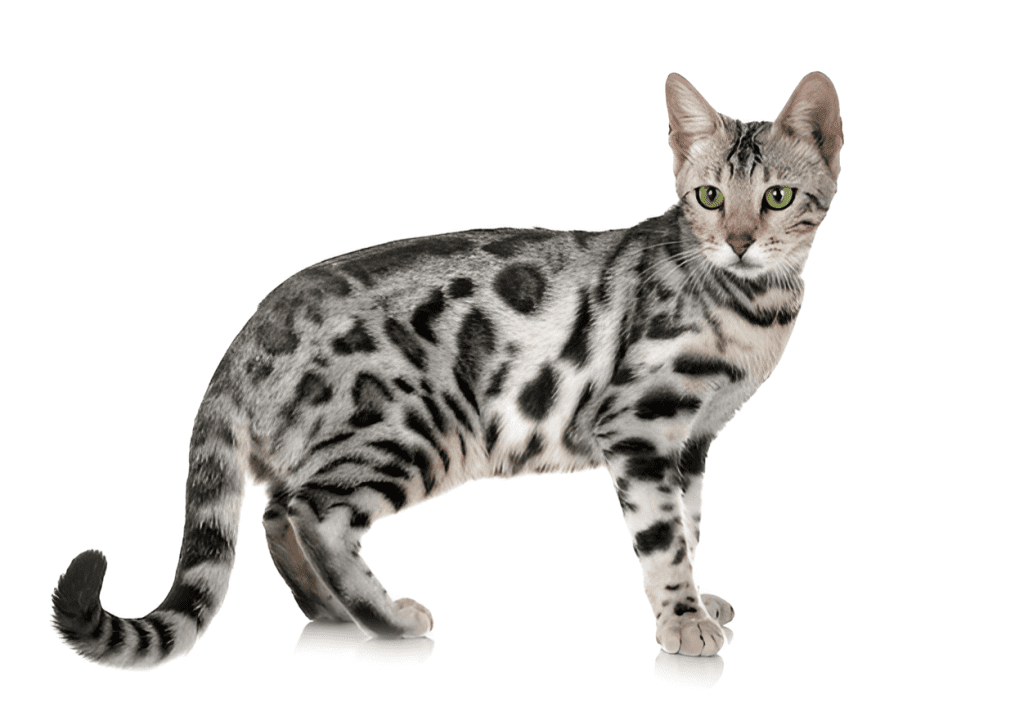 A stunning Silver Bengal Cat with vivid green eyes sits confidently against a white background. Its sleek silver coat showcases bold black rosettes and stripes, highlighting the breed's exotic appeal. This Silver Bengal Cat exemplifies the unique beauty and wild aesthetics that make the breed highly sought after.