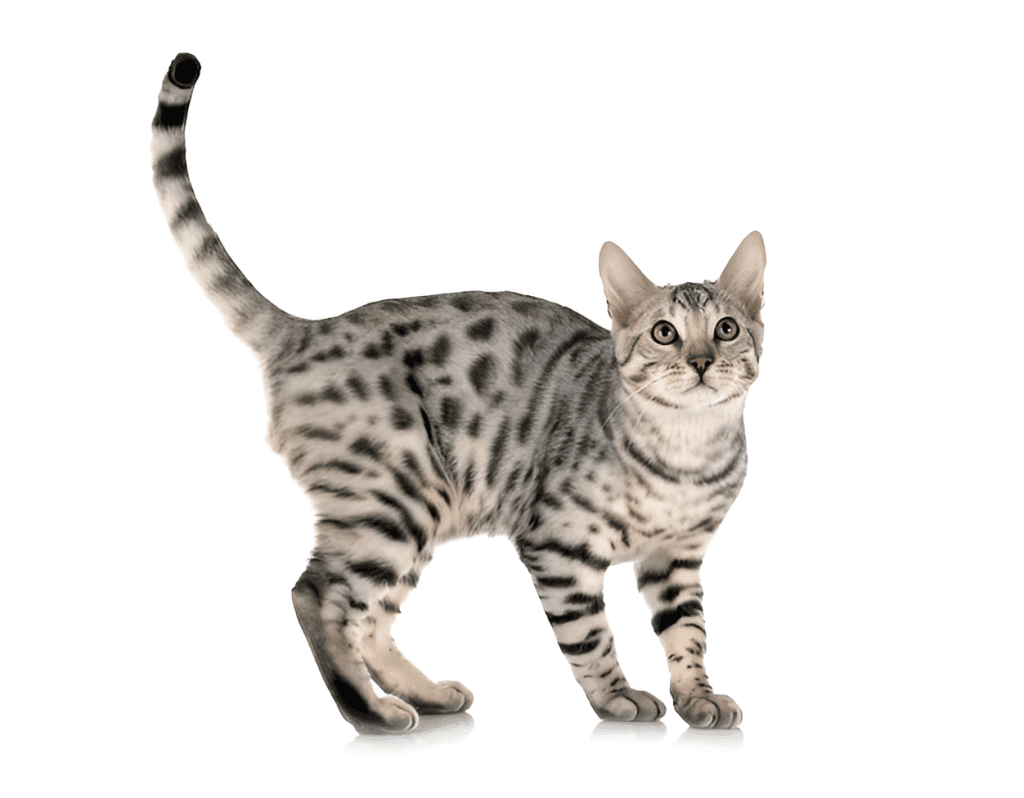 A sleek Silver Bengal Cat with mesmerizing green eyes stands elegantly against a white backdrop. Its shimmering silver coat features bold black spots and rosettes, exemplifying the breed’s distinctive wild-inspired appearance. This Silver Bengal Cat’s poised stance and striking markings enhance its rare and sought-after appeal.