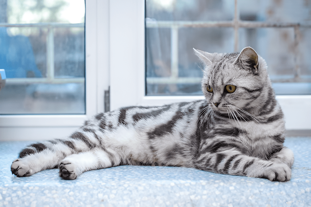 A majestic Silver Bengal Cat with striking green eyes stands poised, showcasing its shimmering silver coat with bold black spots and rosettes. The breed’s exotic elegance is highlighted by its muscular build and wild-inspired markings, making this Silver Bengal Cat a captivating example of its rare beauty.
