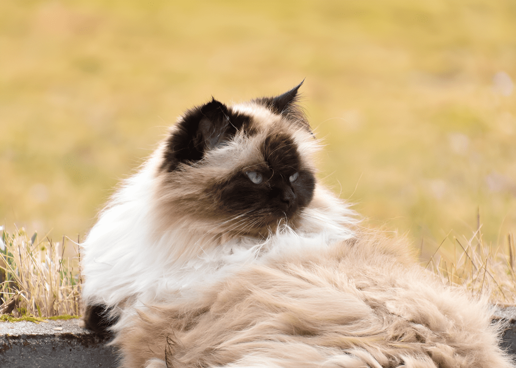 A brown-toned Ragdoll cat with striking blue eyes perches on a pot in an outdoor setting. Its fur showcases various types of patterns seen in brown-toned Ragdolls, with a darker face blending into a lighter body. The serene backdrop of a lattice fence and green foliage enhances the cat’s elegant presence.