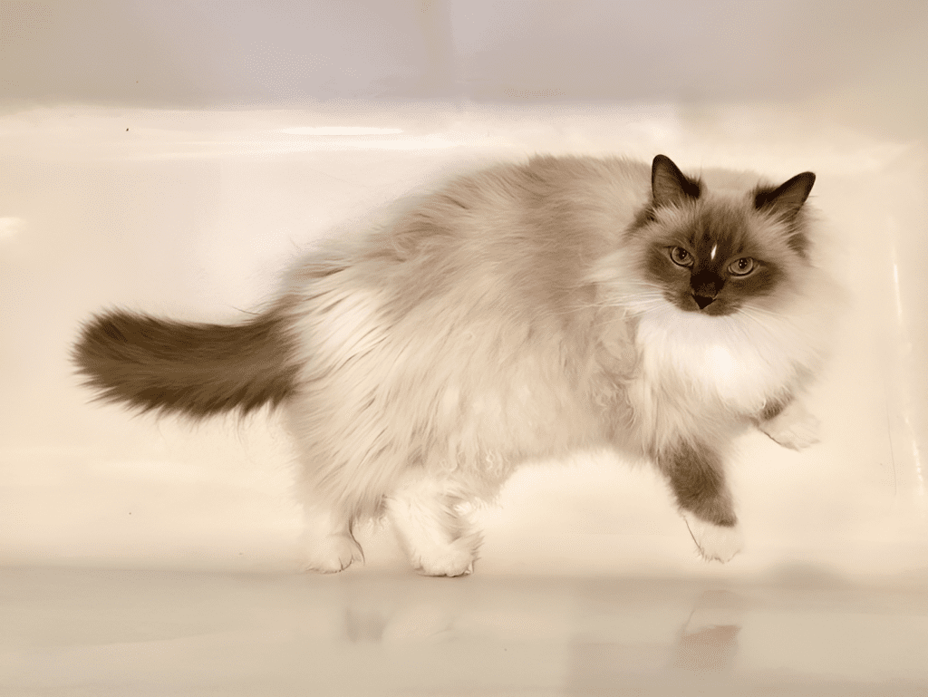 Seal Color Point Ragdoll Cat with mesmerizing blue eyes, resting elegantly in a white bathtub. Its long, fluffy cream-colored fur contrasts beautifully with its darker seal color points on the ears, face, and tail, highlighting the breed’s distinctive features.