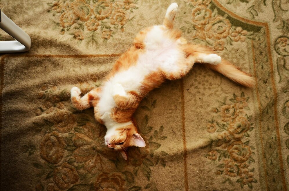 A ginger and white cat sprawls on its back on a floral-patterned carpet, exuding relaxation. This scene perfectly embodies the question, Why Are Cats So Lazy?—highlighting their instinct to lounge in comfort. The cat’s carefree posture reinforces feline laziness, making it ideal for discussions on their leisurely nature and behavioral traits.