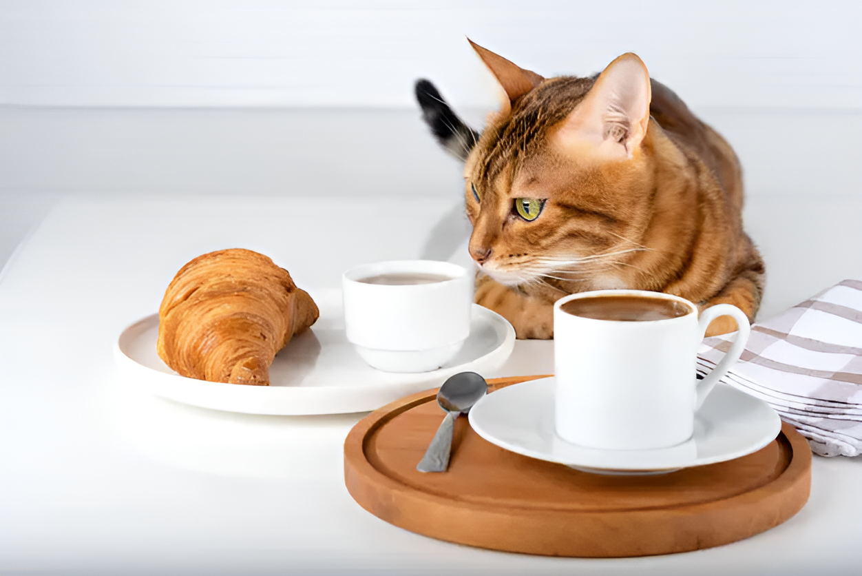 Can Cats Eat Croissants? A curious Bengal cat sniffs a croissant on a white plate beside a coffee cup, raising the question of whether croissants are safe for feline consumption. This image highlights concerns about cats eating human food, helping pet owners understand dietary risks.