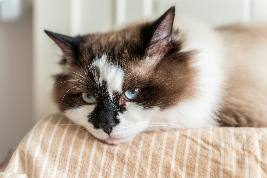 A stunning Bicolor Ragdoll Cat with deep blue eyes, a luxurious cream-colored coat, and distinct dark markings. Its soft fur and gentle demeanor highlight the breed’s signature elegance, making it a perfect representation of this beloved feline.