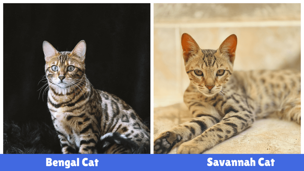 Savannah Cat vs. Bengal Cat – A striking visual comparison of these exotic breeds. The Bengal Cat (left) features a sleek, golden coat with dark rosettes, while the Savannah Cat (right) showcases a tall, lean build with bold black spots. Their distinctive appearances highlight their unique traits.