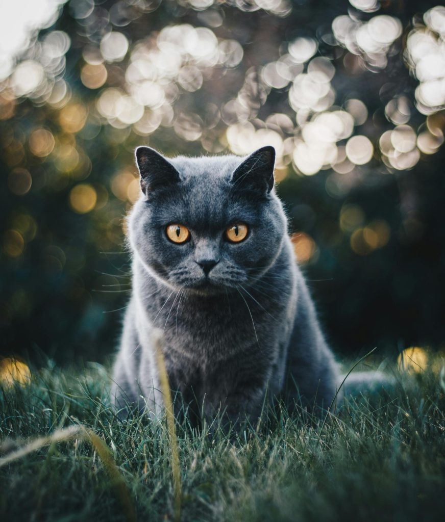 Blue British Shorthair cat with a plush gray-blue coat and vivid amber eyes, sitting on grass with a dreamy bokeh background—highlighting the elegance of the Blue British Shorthair breed.