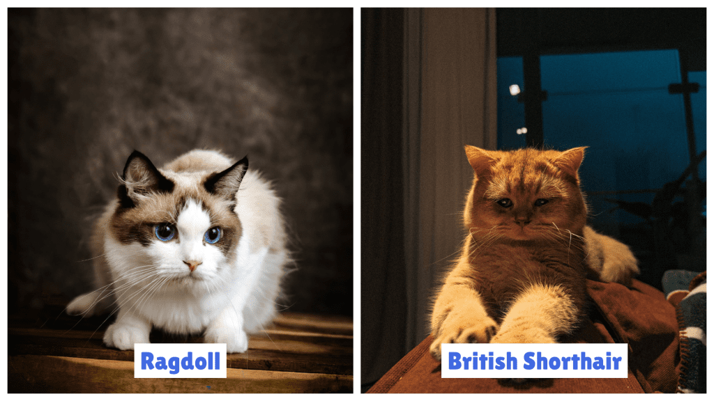 Side-by-side image comparing British Shorthair vs Ragdoll Cat. Left: A fluffy Ragdoll Cat with blue eyes, light fur, and dark facial points. Right: A British Shorthair Cat with dense gray fur, a rounded face, and orange eyes. This visual highlights coat texture, eye color, and body structure differences between British Shorthair vs Ragdoll Cat breeds.