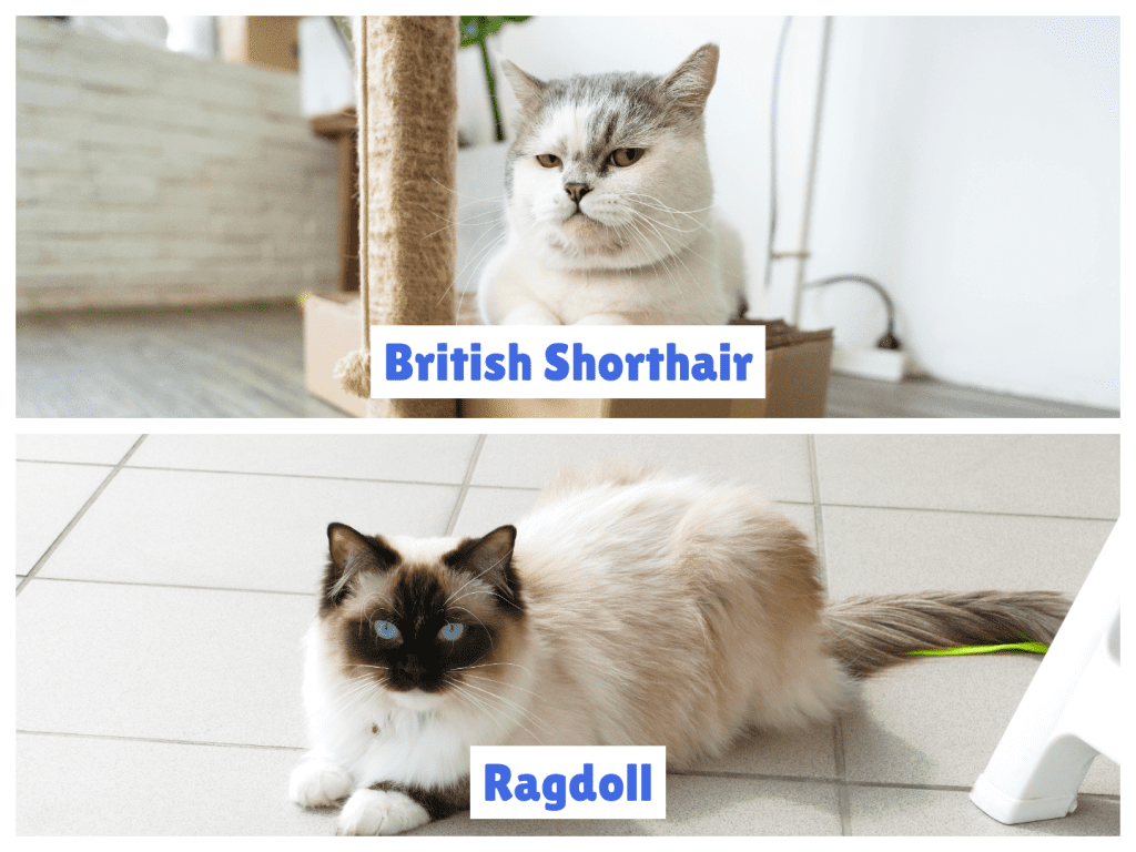 Split-image comparison of British Shorthair vs Ragdoll Cat—top shows a dense-coated, light gray British Shorthair beside a scratching post; bottom features a fluffy, cream Ragdoll Cat with striking dark points, resting on tile. This visual emphasizes the contrast in coat texture, coloration, and build between British Shorthair vs Ragdoll Cat for breed identification.