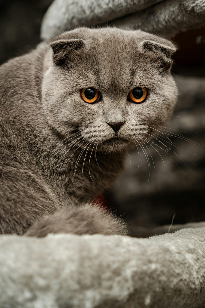 Lilac British Shorthair cat with soft grayish-lilac fur and vivid copper eyes, resting on a plush surface—an elegant example of the rare Lilac British Shorthair color variation.