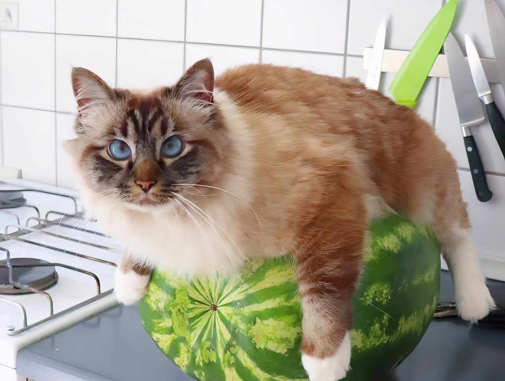 A Birman Ragdoll Mix Cat with mesmerizing blue eyes sits atop a large watermelon on a kitchen counter. Its fluffy cream and brown fur contrasts with the smooth green surface. This unique image captures the playful elegance of Birman Ragdoll Mix Cats, blending their charm with an amusing setting that enhances their distinctive appeal.