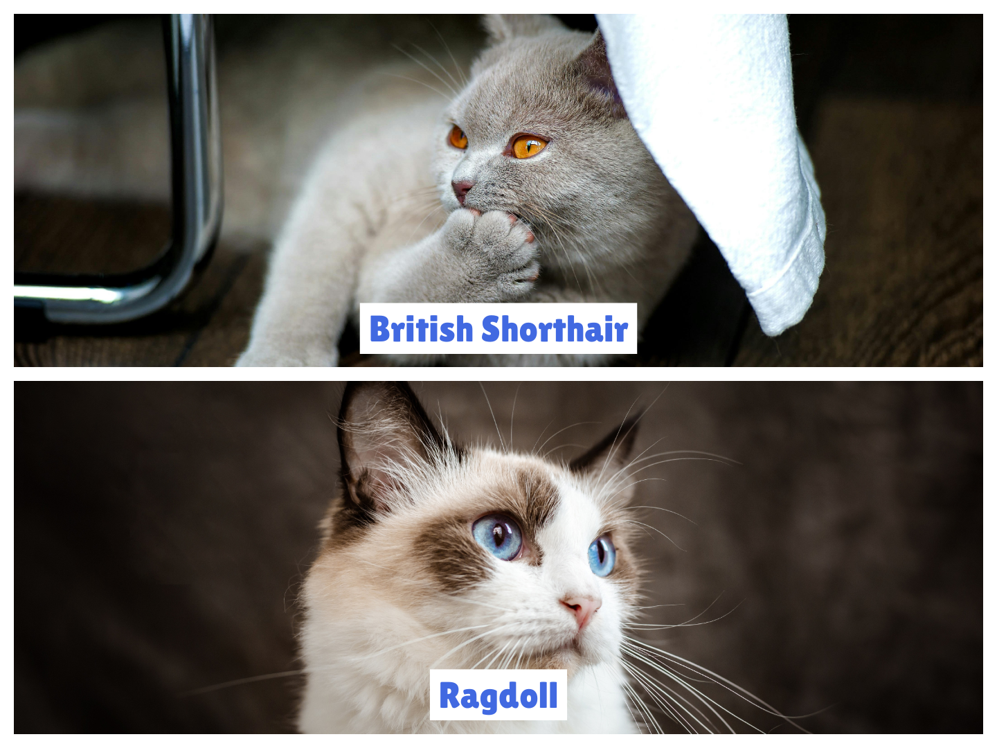Side-by-side comparison of British Shorthair vs Ragdoll Cat showcasing key differences—top shows a plush, copper-eyed British Shorthair; bottom features a blue-eyed Ragdoll with a silky coat and pointed pattern. This visual highlights the contrast in eye color, fur texture, and facial structure, helping viewers distinguish between the British Shorthair vs Ragdoll Cat breeds effectively.