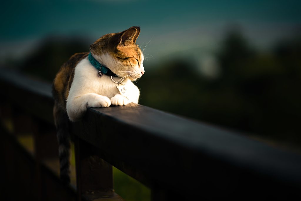 "A serene cat with a white and brown coat sits on a wooden railing, basking in sunlight. Wearing a teal collar with a bell, it symbolizes peace. 'Cats in the Bible – Are They Considered Evil?' explores biblical interpretations, challenging misconceptions about feline symbolism.
