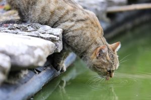 A tabby cat drinks water from a pond, creating ripples as its tongue touches the surface. This image represents feline hydration, aligning with the topic 'Why Is My Cat Drinking a Lot of Water,' which explores possible causes like increased thirst due to health issues or environmental factors.